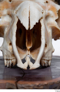 Skull Mouflon Ovis orientalis head skull 0001.jpg